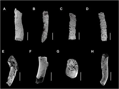 Geochemical records and environmental analysis of the Ediacaran-Cambrian boundary in Eastern Yunnan, South China